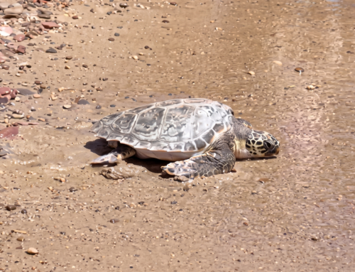 La Fundación Grupo Soledad apadrina la liberación de una tortuga marina en una jornada medioambiental en la playa valenciana de Puçol